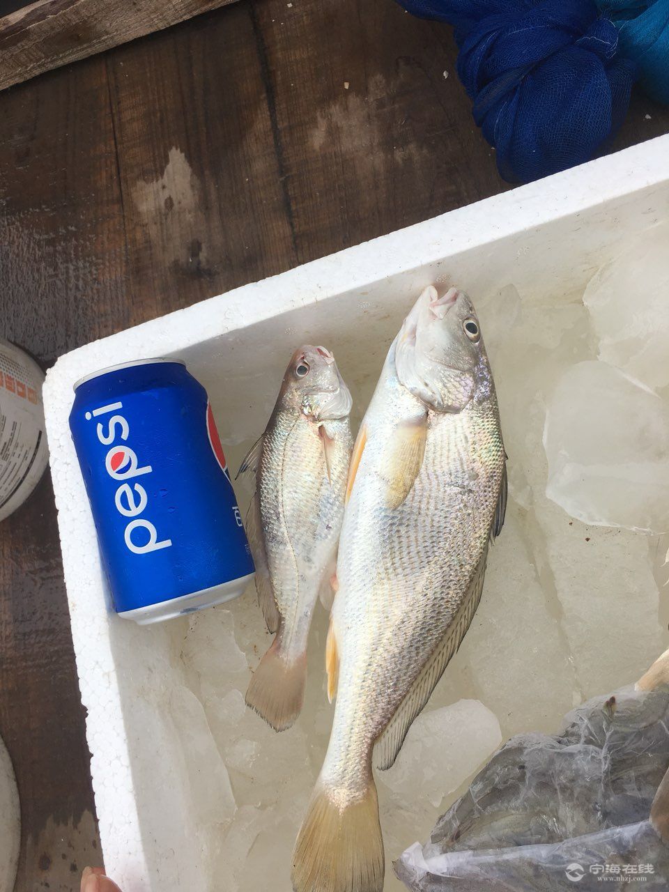 钓来的铜盆鲻鱼多少一斤啊