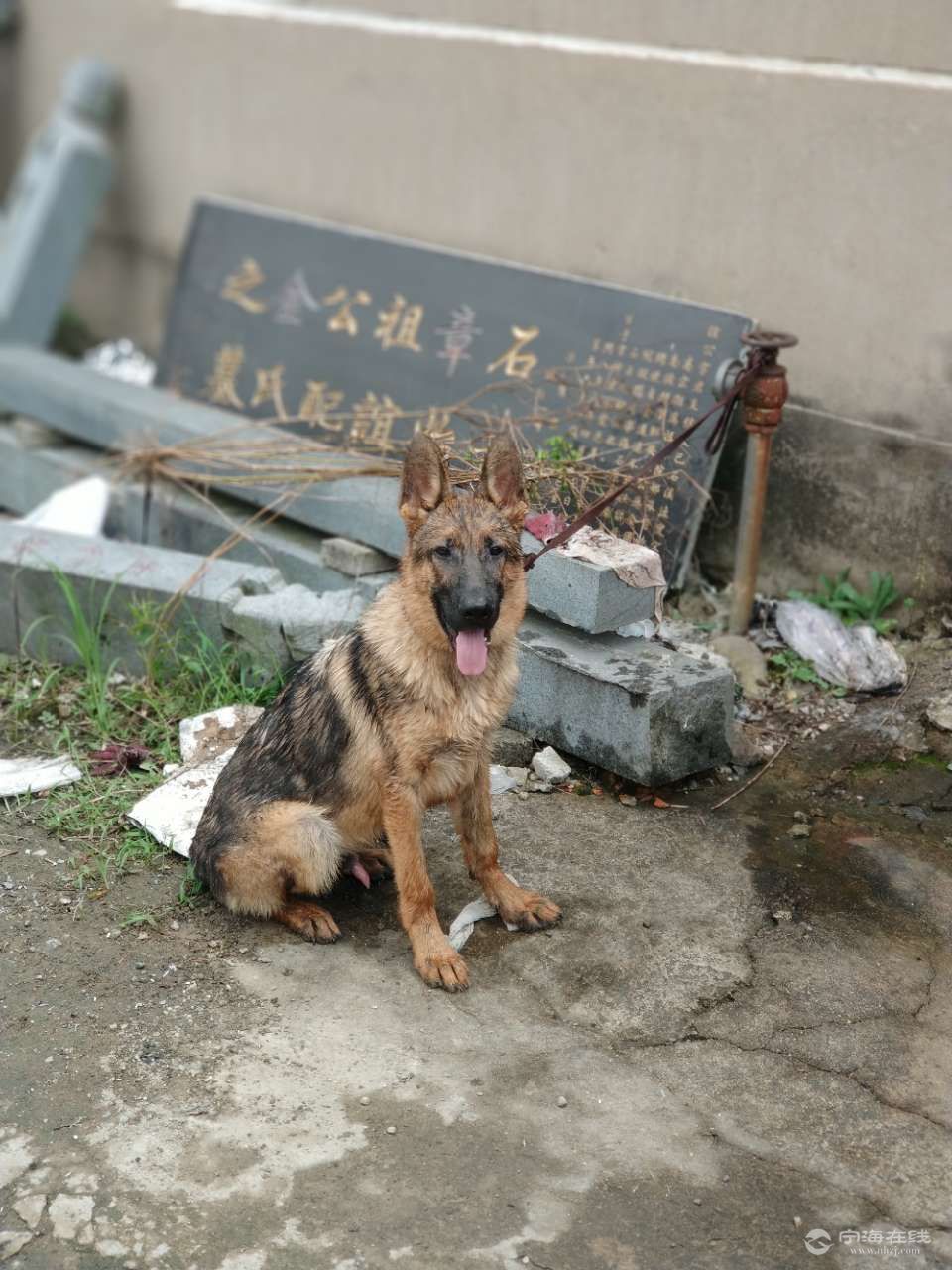 稀有狼灰色德牧 纯种西德牧羊犬 7个月大 太忙