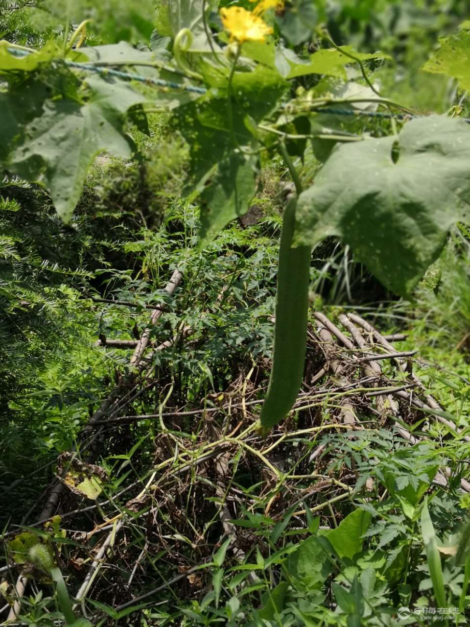 天萝每天早晨早点起来及时摘来吃否则老了就无法食用长在藤上严重影响