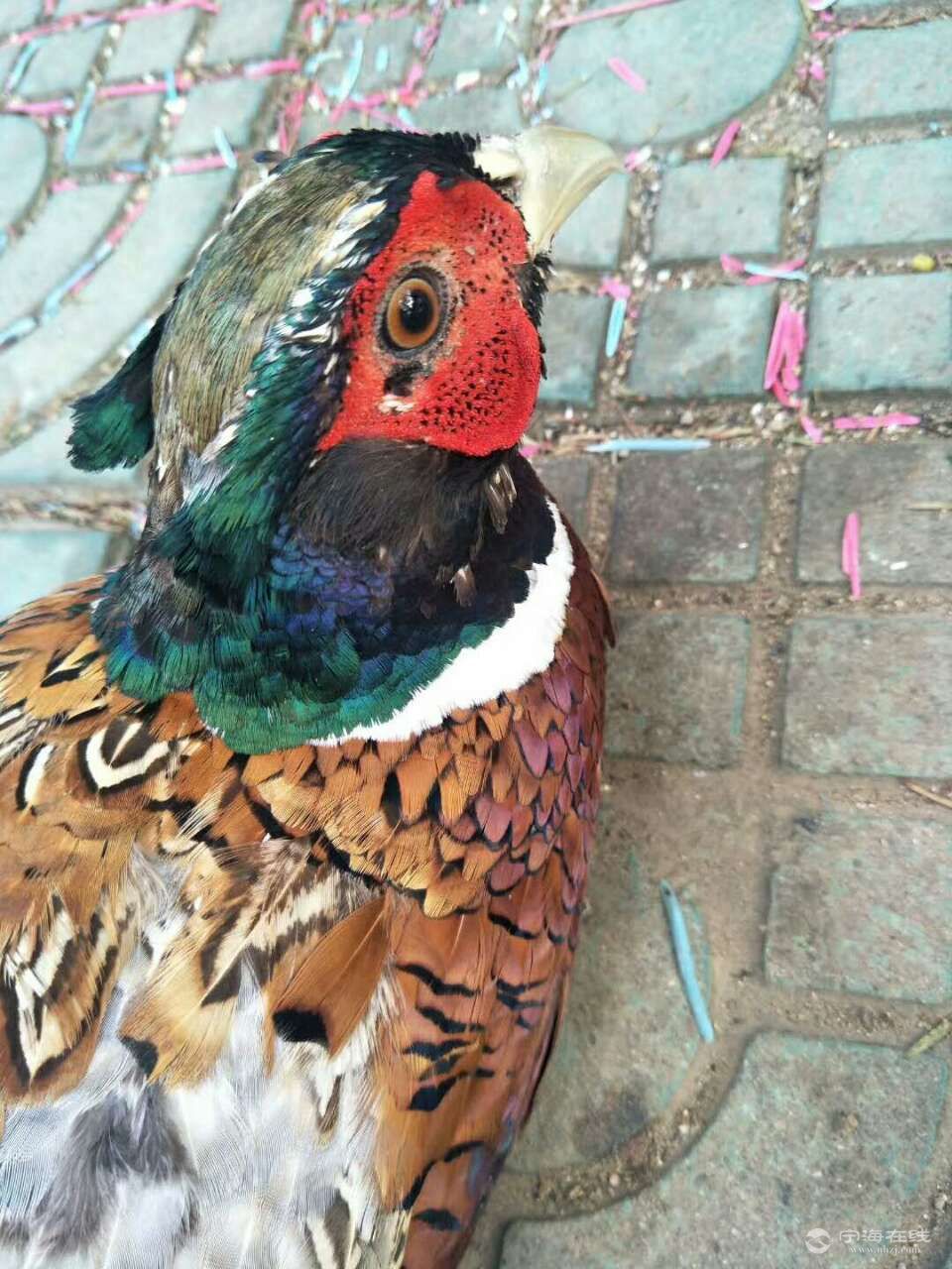 家养七彩山鸡
