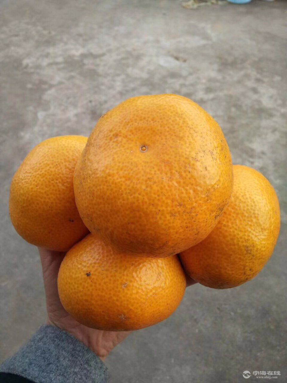 卖桔子卖桔子皮薄汁多的蜜甜早桔一批比一批甜的橘子开始趋于大批成熟