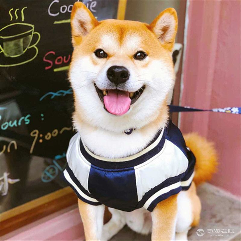 日本柴犬赤红色铁包金柴犬