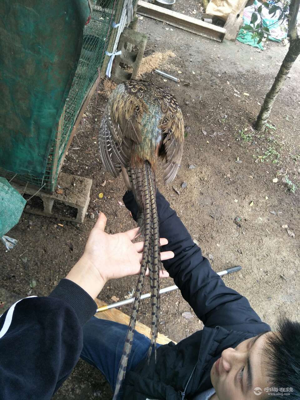 山鸡出售