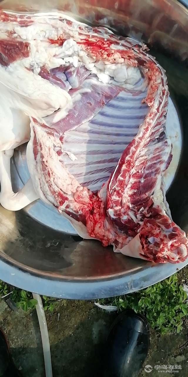 放山母羊肉经济实惠40一斤,  一个羊腿起订凑够一个现杀