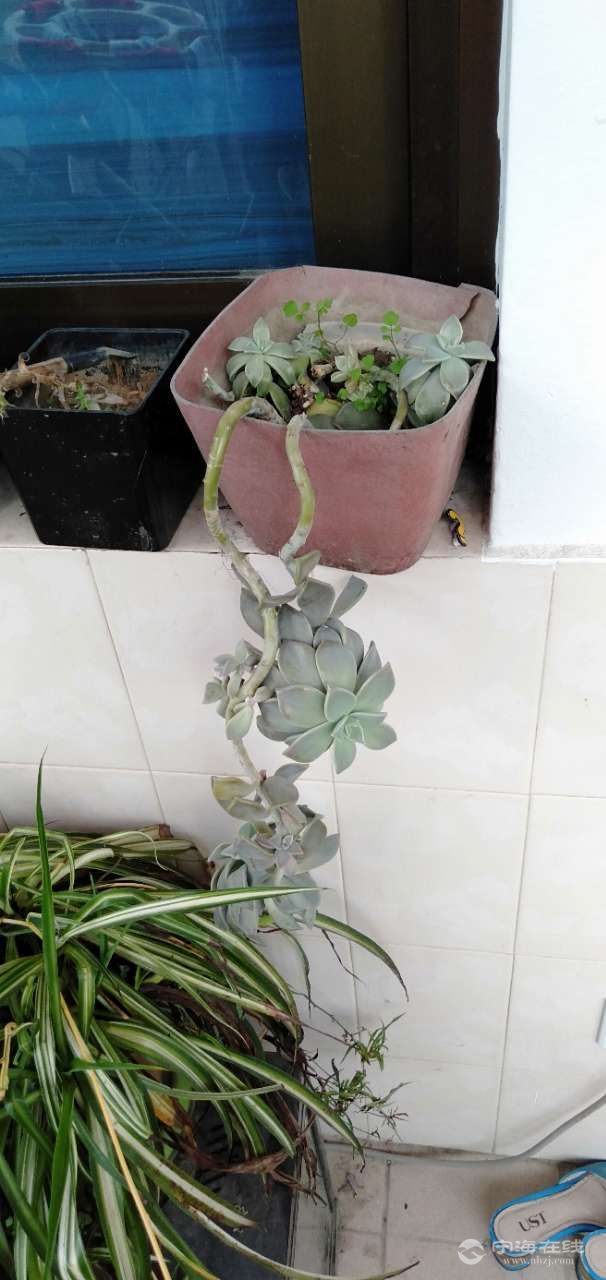 悦悦囡家的多肉