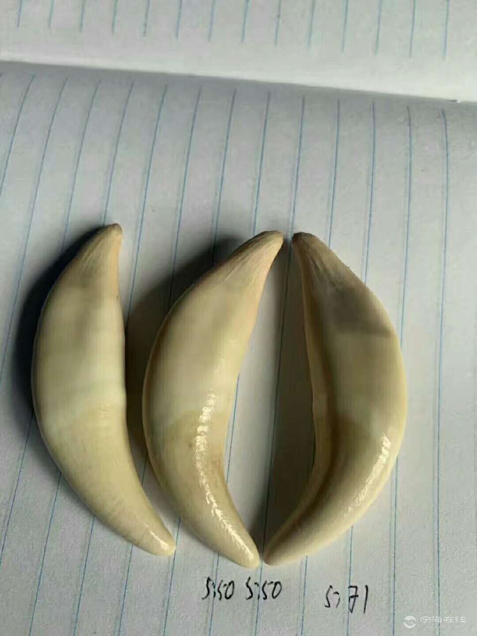 出几十颗狼牙正宗西伯利亚大狼牙十足的好货懂行的来