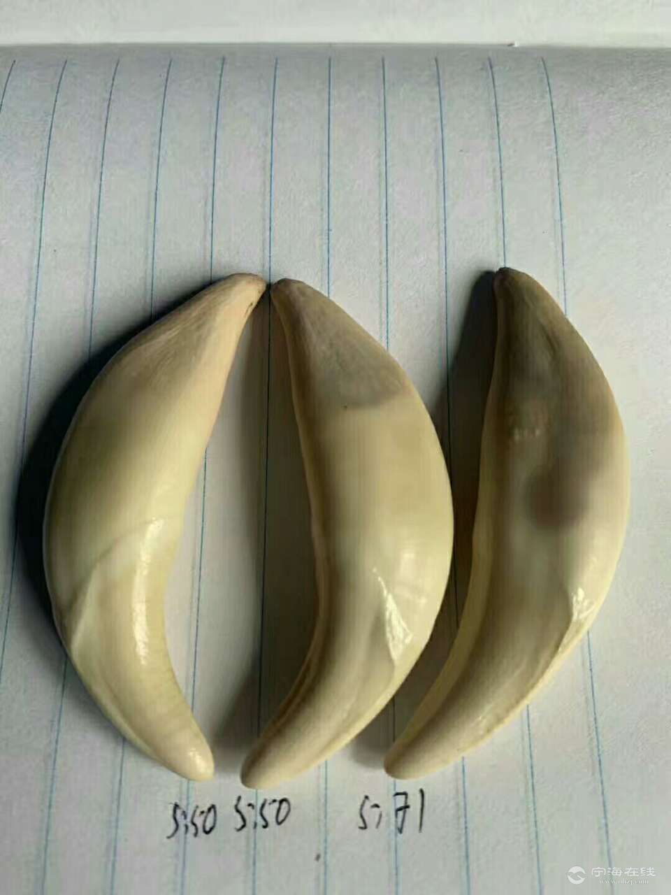 出几十颗狼牙正宗西伯利亚大狼牙十足的好货懂行的来