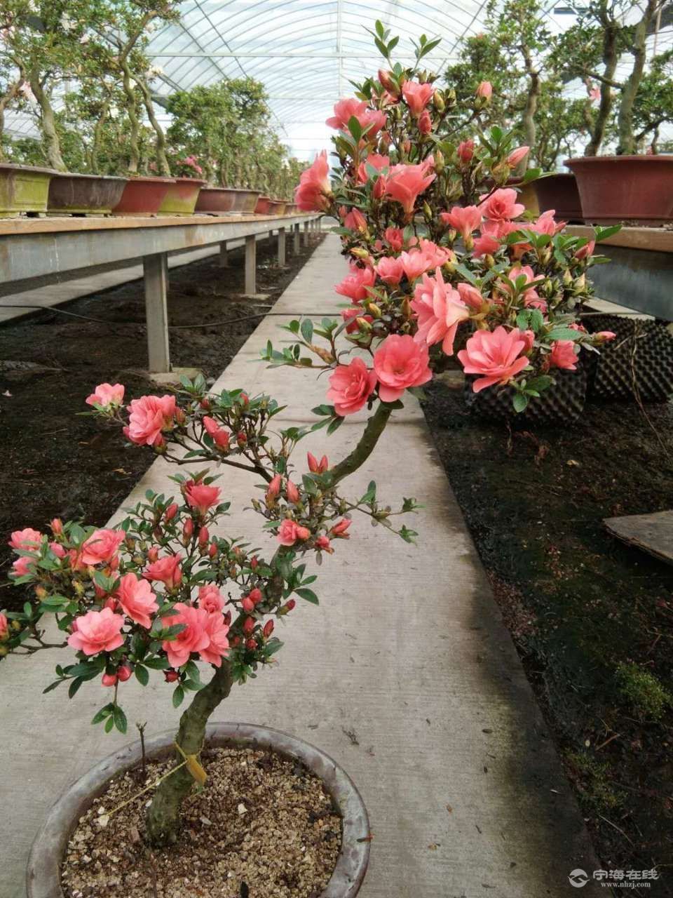 进口皋月杜鹃盆景,土豪玩物