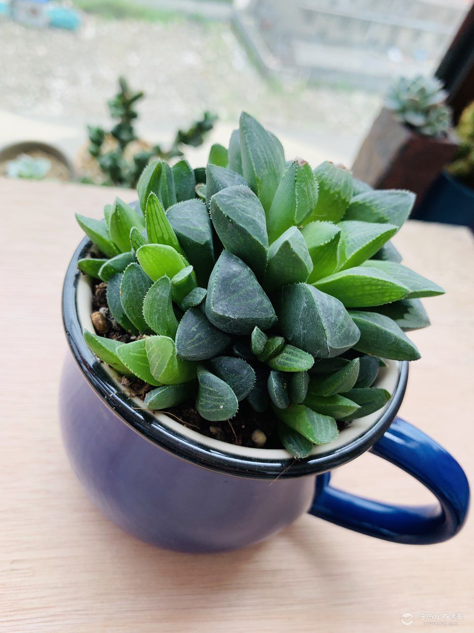 宁海徐霞客大道附近多肉植物带盆栽好康平寿玉露12元一个