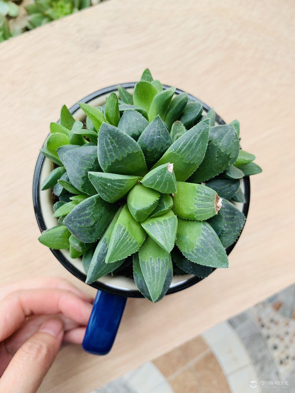宁海徐霞客大道附近多肉植物带盆栽好康平寿玉露12元一个