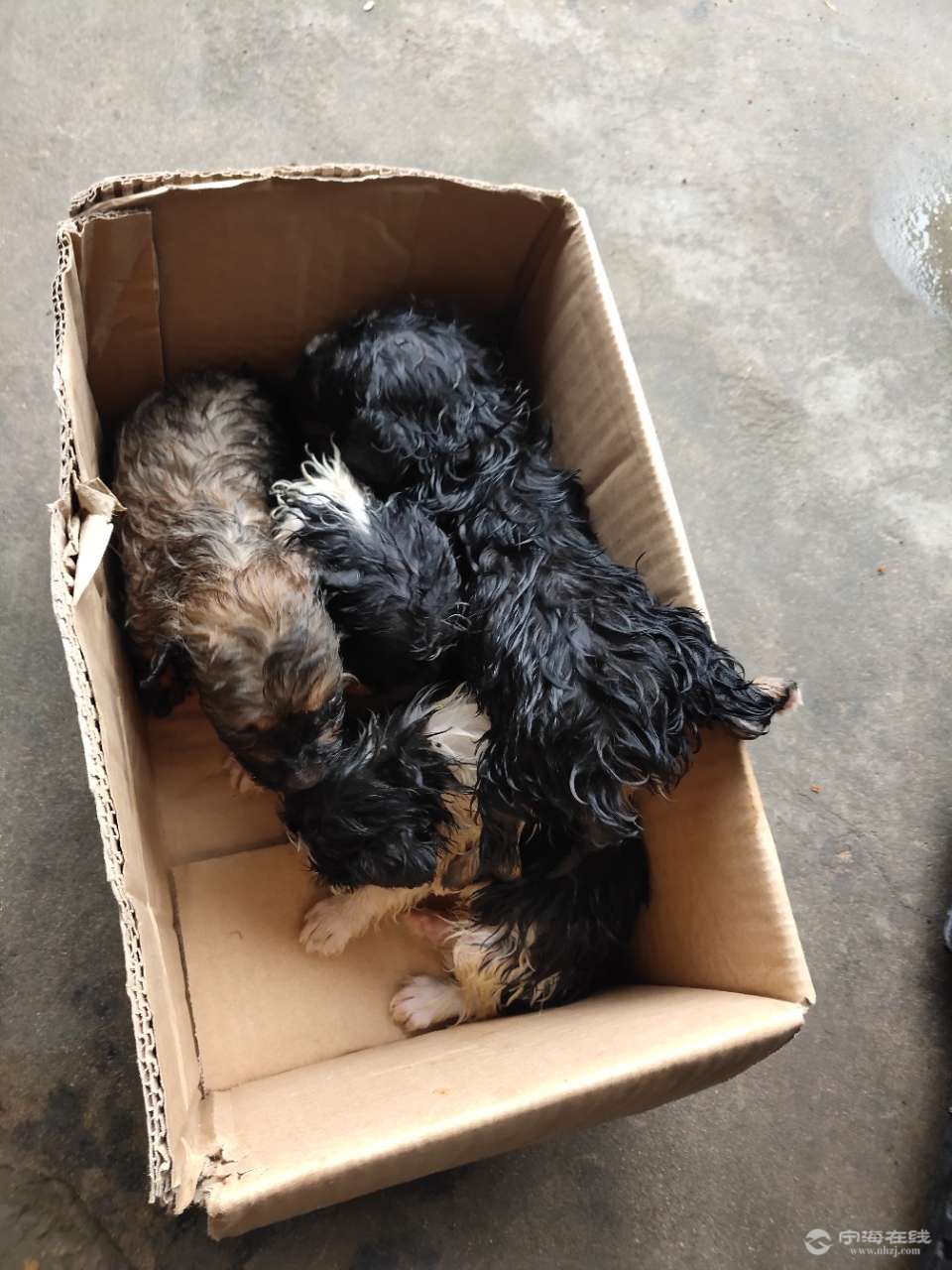 比熊串串要的联系免费送