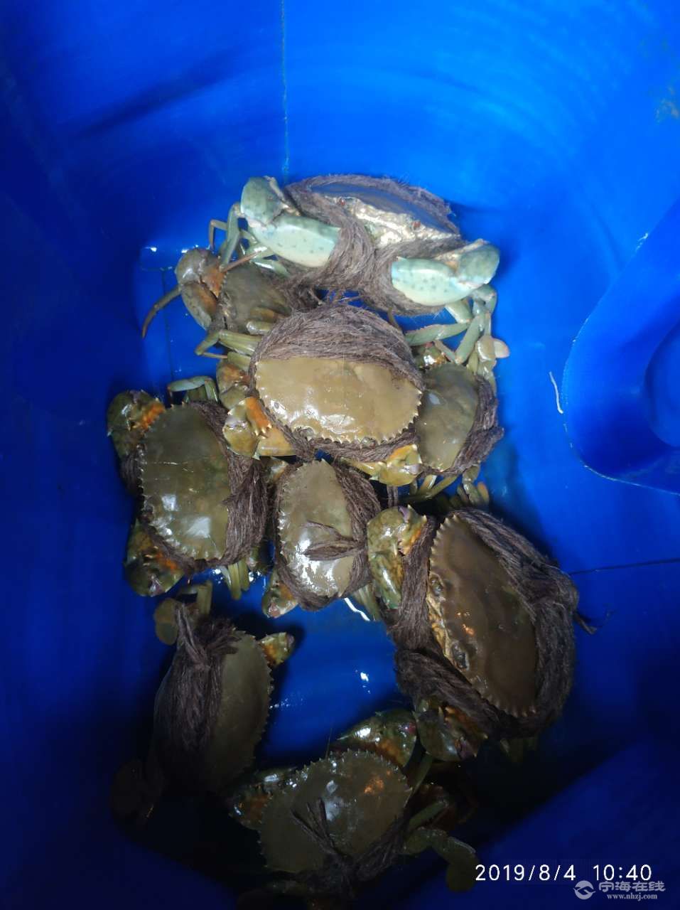 六斤野生青蟹顶级肥480rmb送货上门15869577640