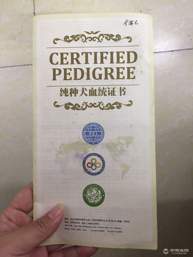 双血统金毛种公