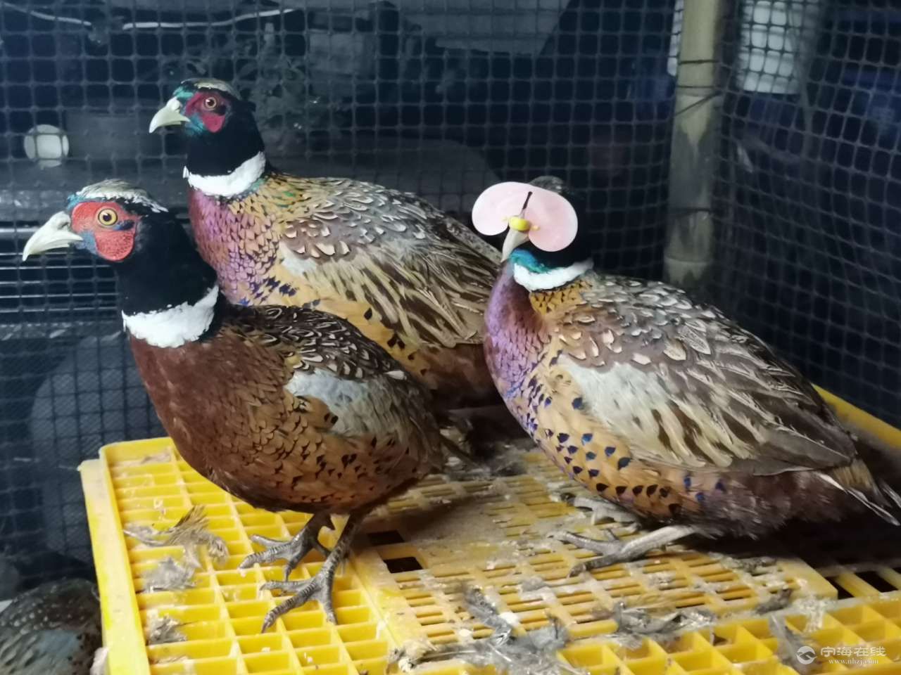 出售粮食喂养野山鸡