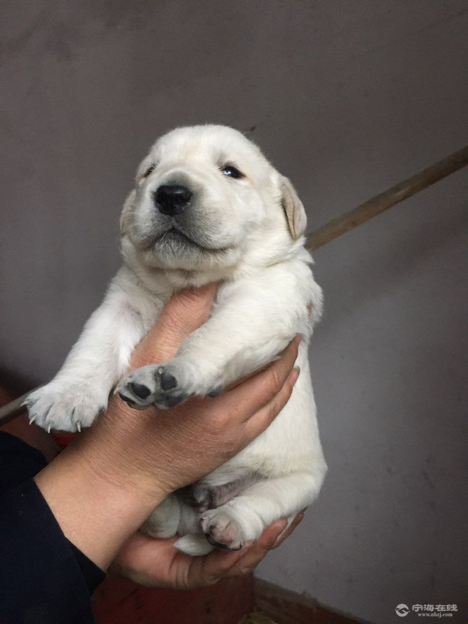 家養一窩(3只)拉布拉多幼犬剛滿月,血統純正,價錢