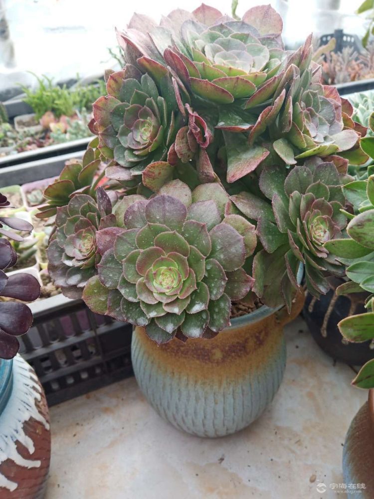 多肉法师便宜出