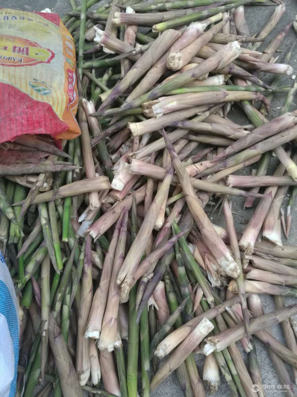 现挖红头枪山笋便宜卖