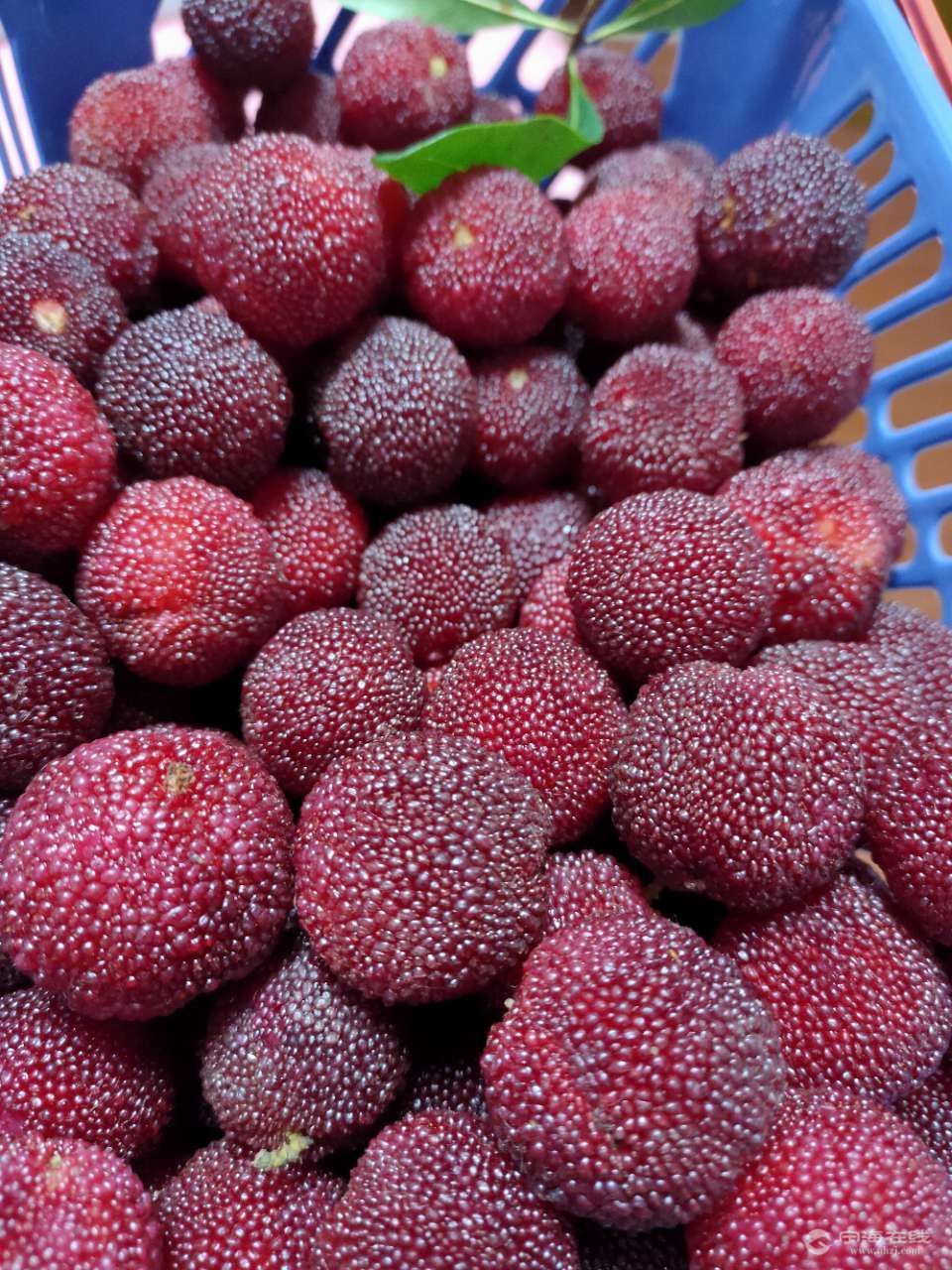 新鲜杨梅8元/斤