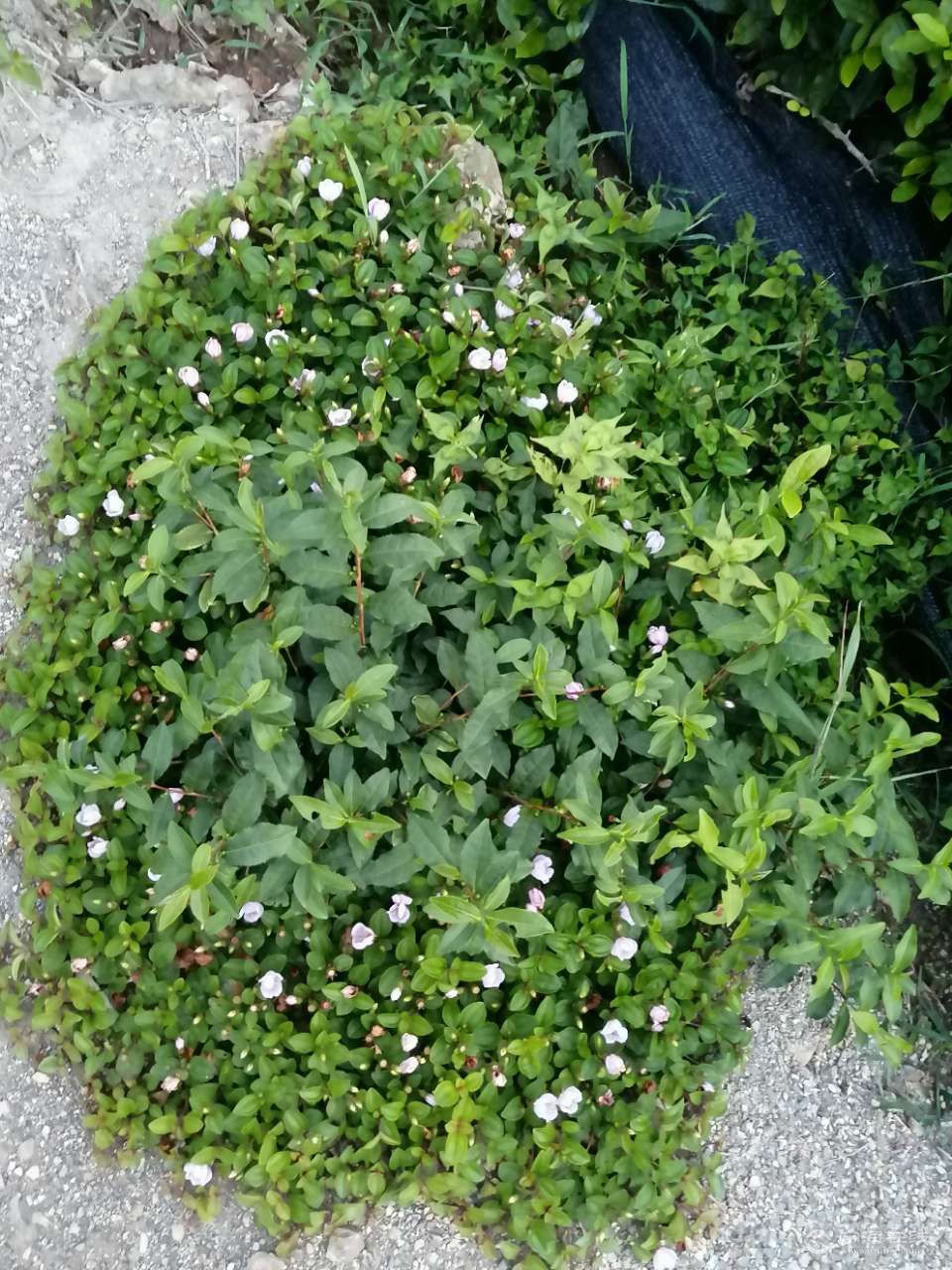 上山摘山茄,肚痛嗷老爷,看到这成片的野果,唤起少年时的记忙.