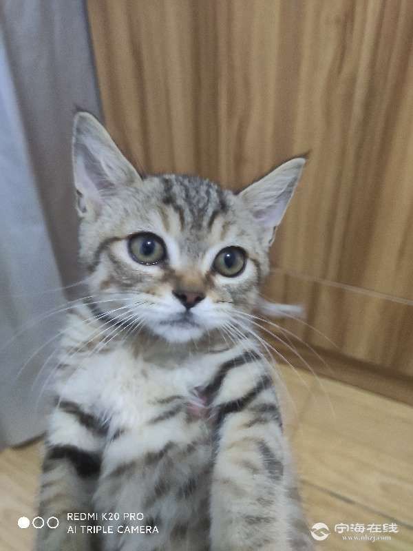 最后几只长毛银渐层和狸花配的