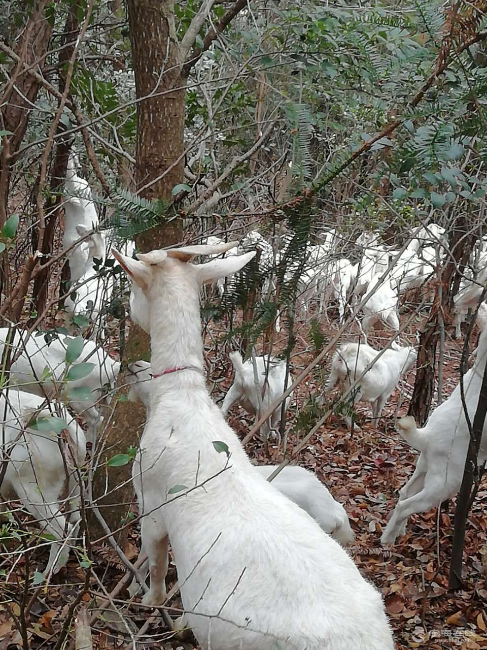 放养山羊图片大全大图图片