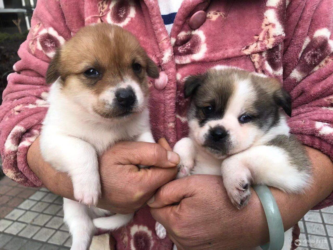 小型土狗免费领养