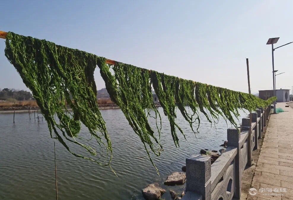 你最爱吃的海苔开始大量上市啦