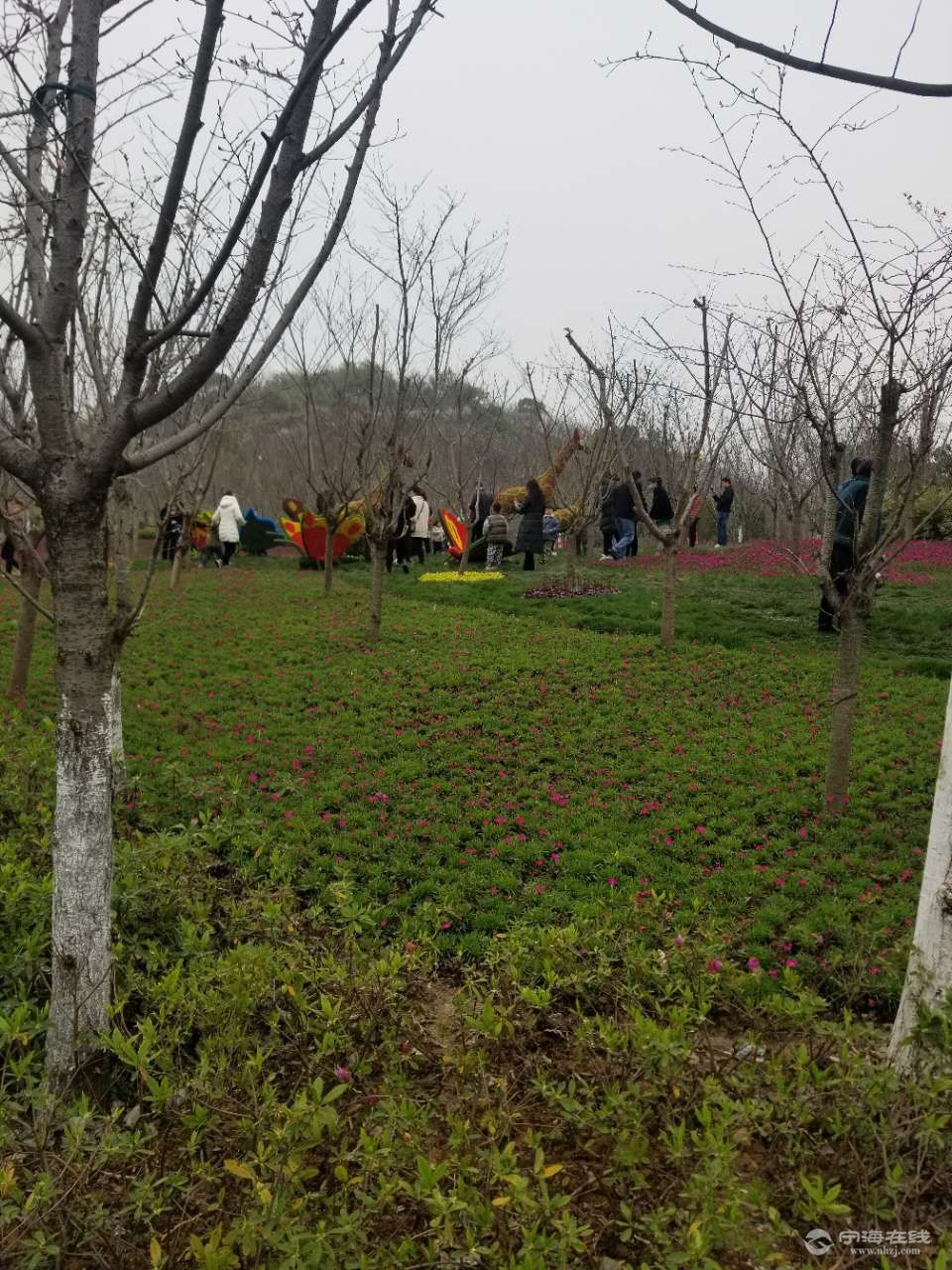 宁海桥头胡樱花节图片