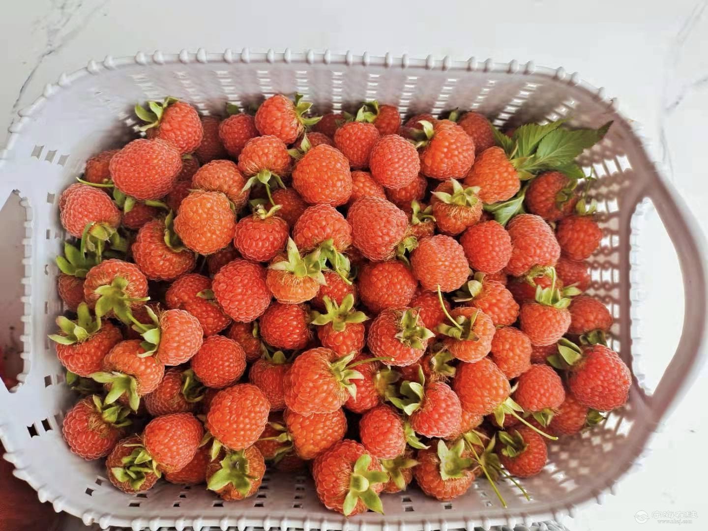 树草莓大量上市