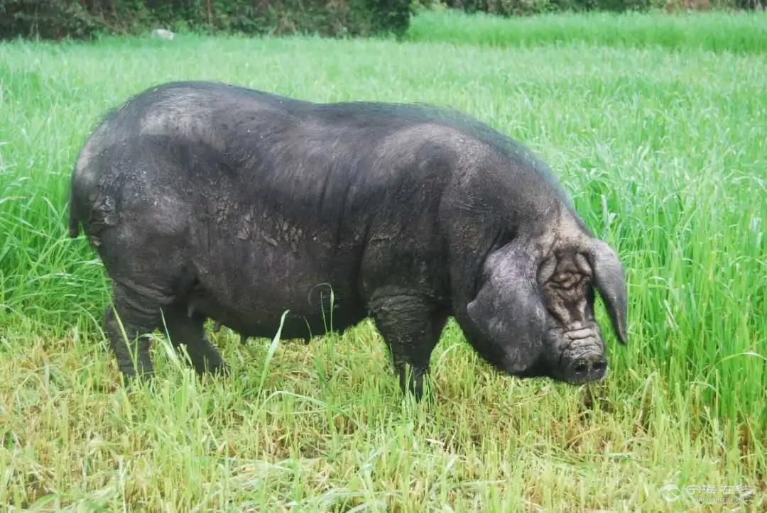 黑猪品种大全图片介绍图片