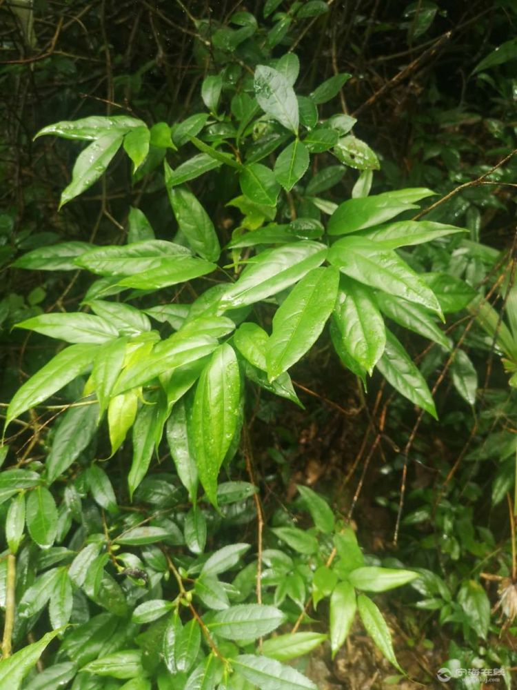 雷公藤的葉羊都不吃的,毒的很,可以藥魚,稻田治蟲