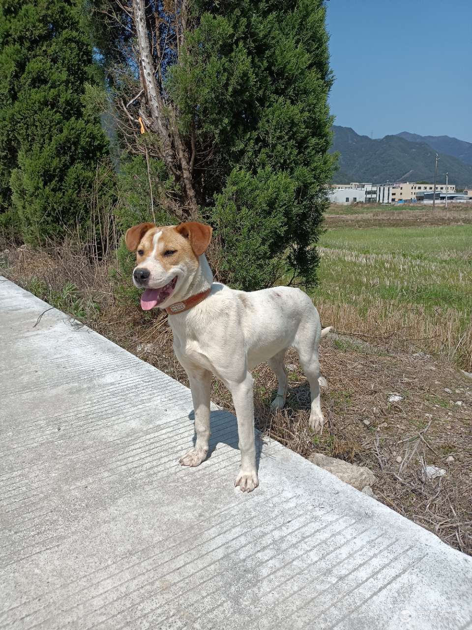 比特犬串土狗图片