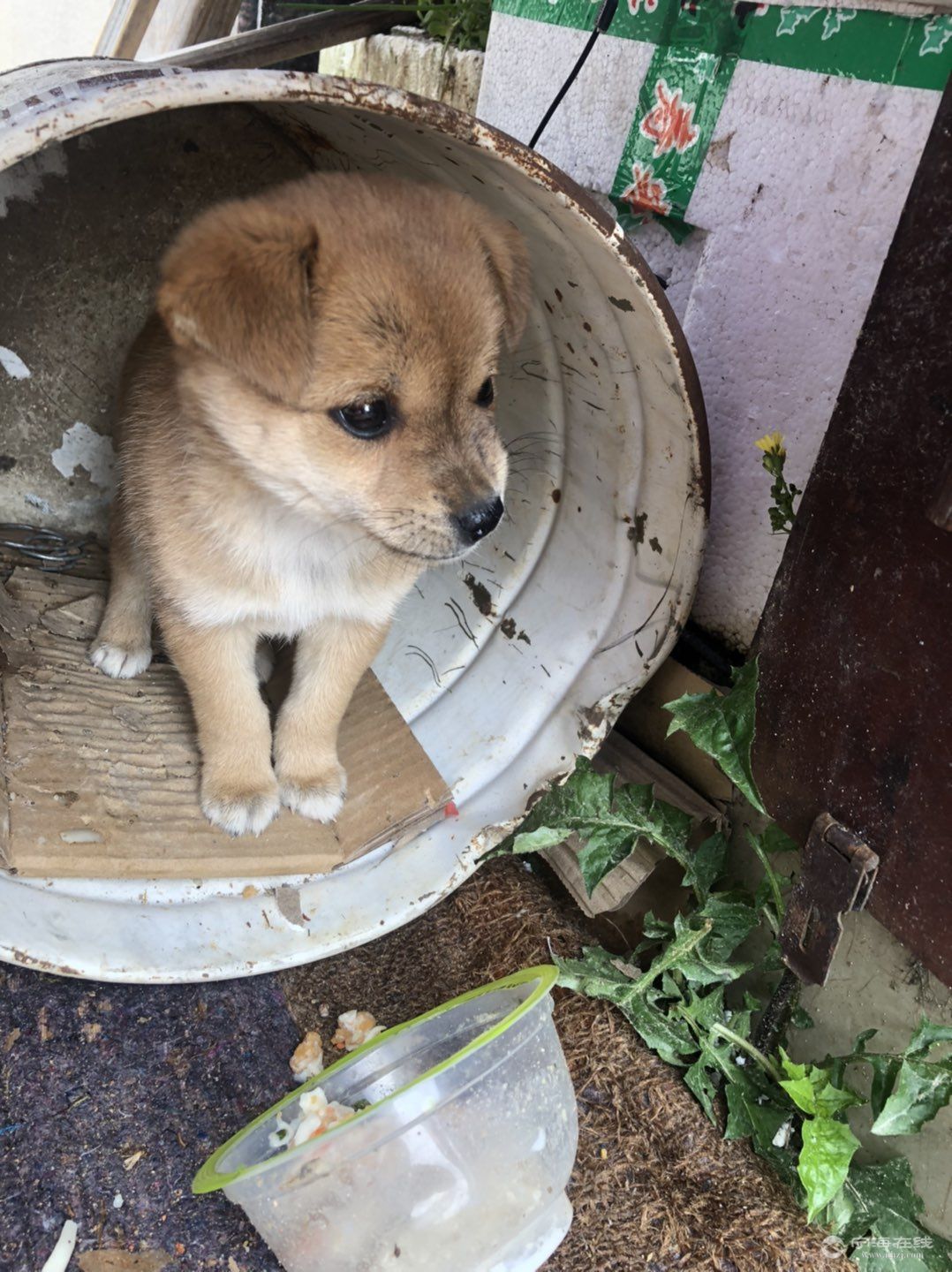 土小狗的照片图片